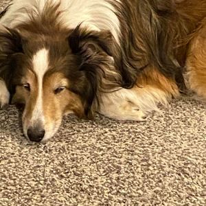 Meet your Posher, Lizzie